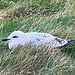 Young Gull with ? Avian Flu - or just exhausted?