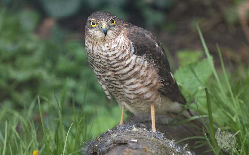 Kestrel Cropped