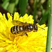 Gelbbindige Furchenbiene