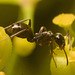 IMG 0053 Lasius Niger-1