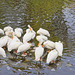 a perch for everyone
