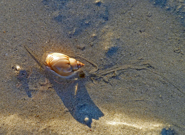 in the shallows: a sea snail