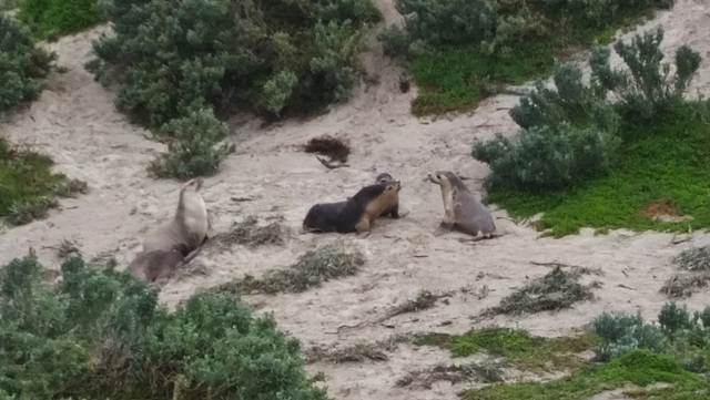 sea lions!