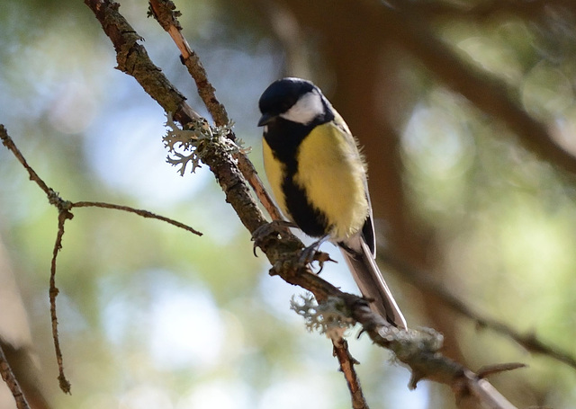 Mésange charbonnière ...