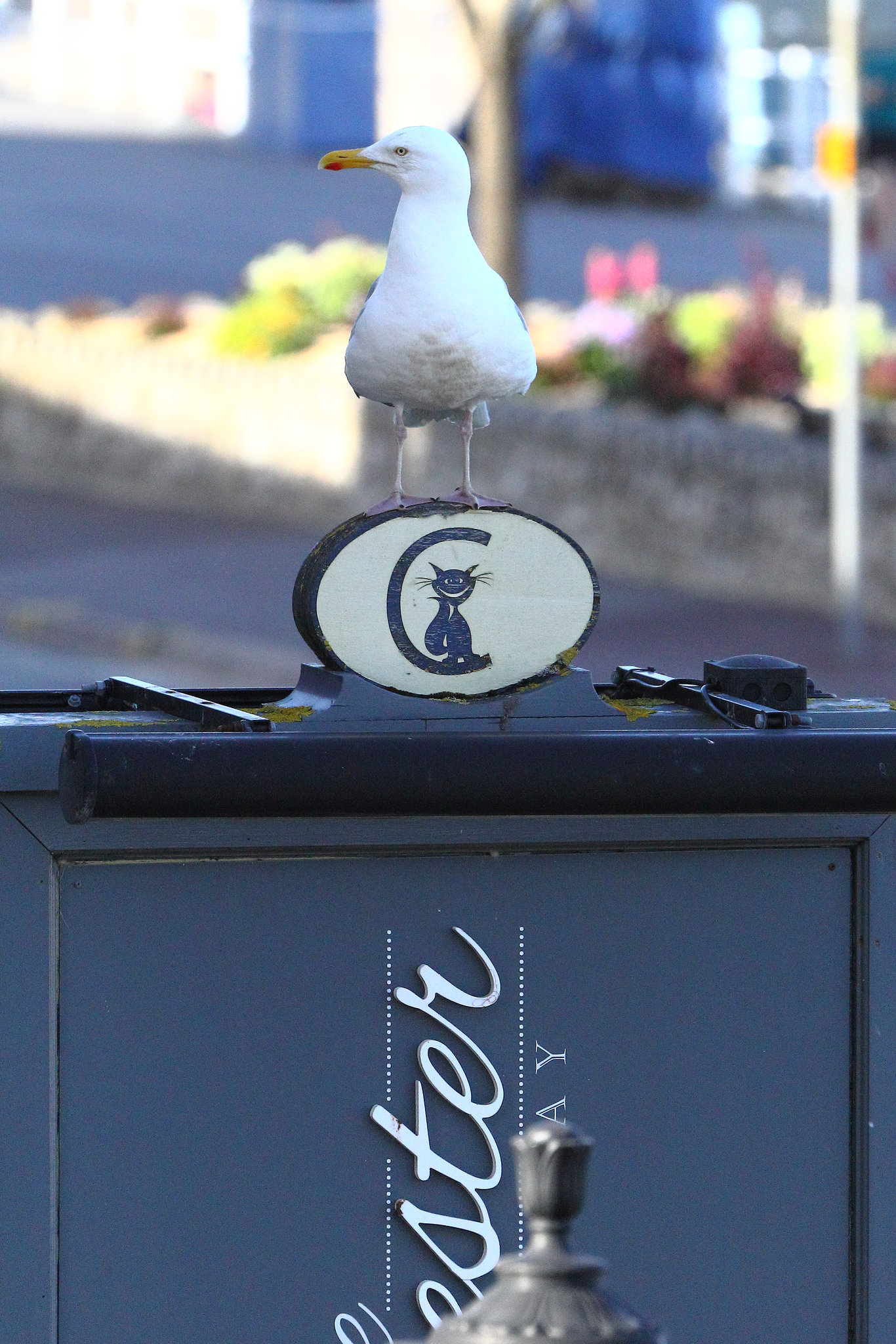 EOS 60D Unknown 18 24 00 1189 Gull dpp