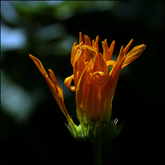 Calendula-Zausel:)