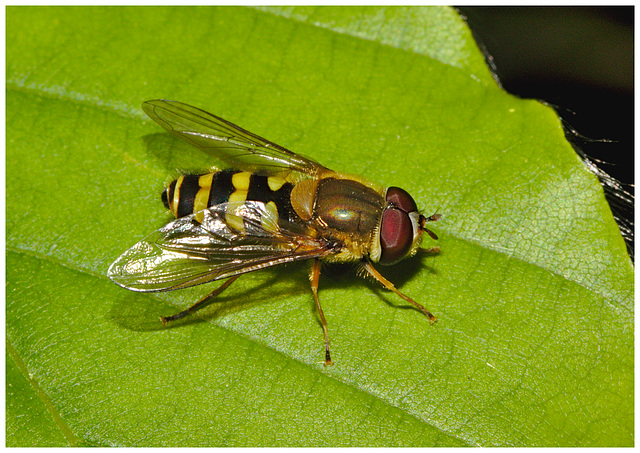 Hoverfly IMG_0955