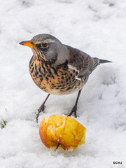 Fieldfare