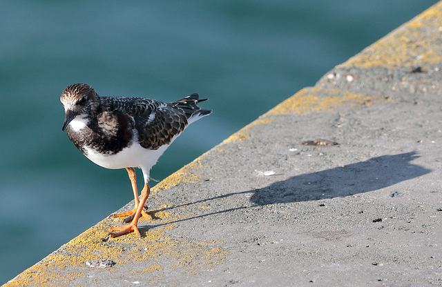 EOS 6D Peter Harriman 17 29 29 01989 Turnstone dpp