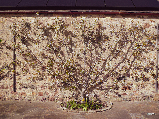 Espaliered cherry tree in blossom