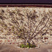 Espaliered cherry tree in blossom