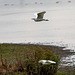 Cattle egrets in flight