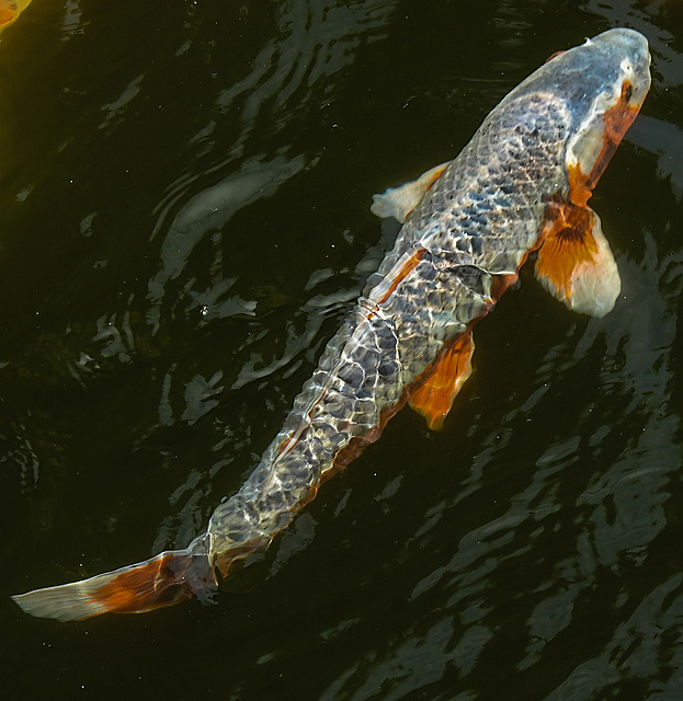 20210709 1656CPw [D~OS] Fische, Koi, Zoo Osnabrück