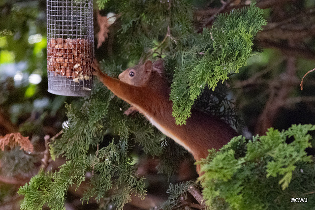 Scottish Red Squirrel