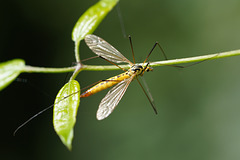 So lange Beine- Such long legs
