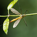 So lange Beine- Such long legs