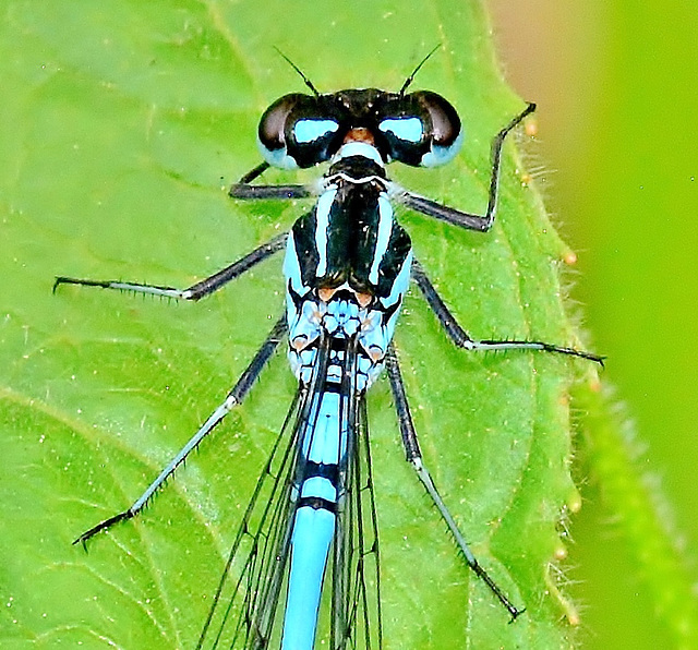 Damselfly