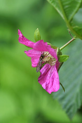 Salmonberry Blossom and Wasp