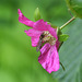 Salmonberry Blossom and Wasp