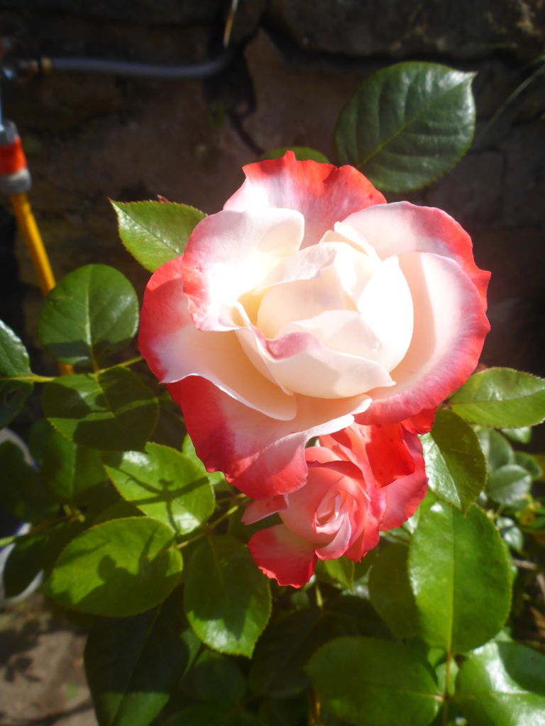 Rose - rozo