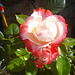 Rose - rozo
