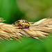 Curled-up Spider on Grass