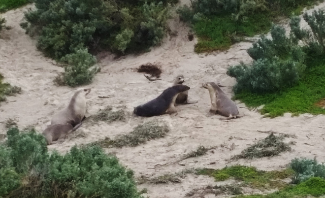 sea lions!