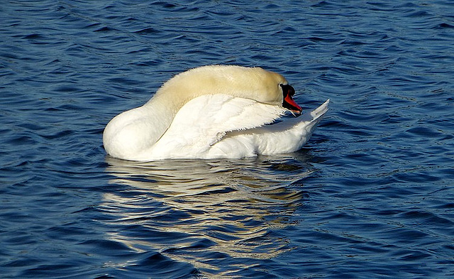 Le prince du lac.