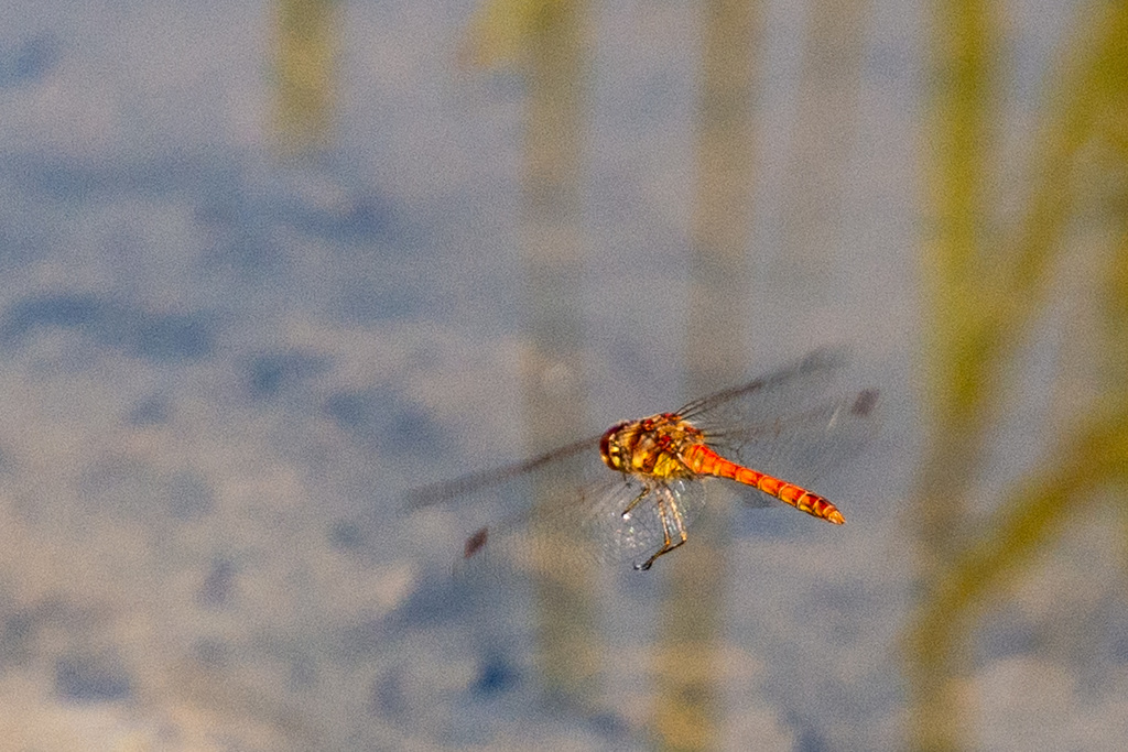 Common Darter-DSA 8591