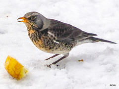 Fieldfare