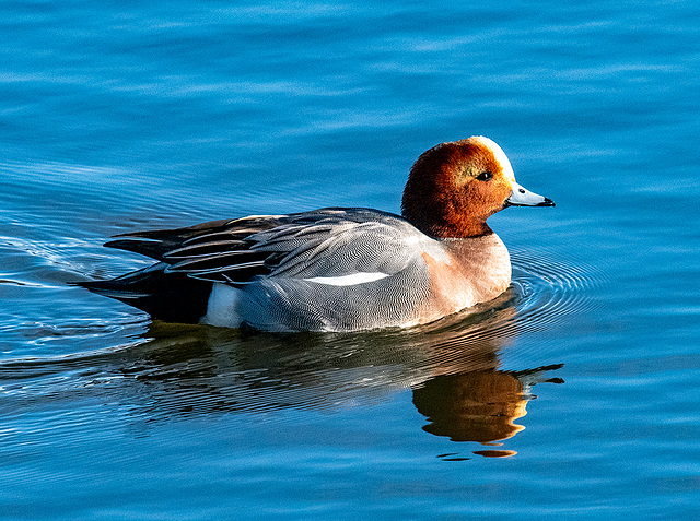 Wigeon