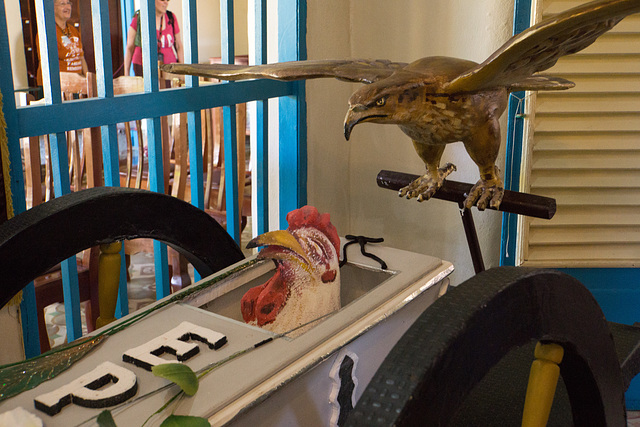 Hawk buries rooster, Remedios, Cuba