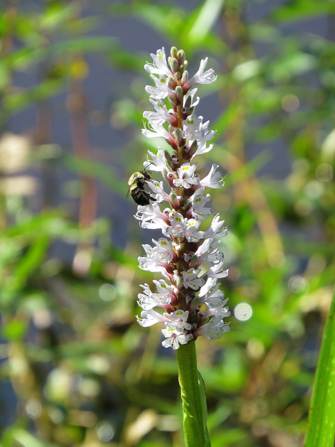 Bumblebee on Pontederia flowers