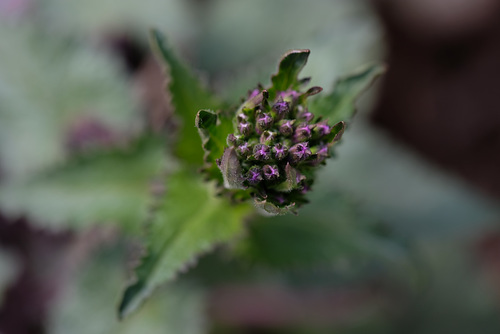 DSCF5511