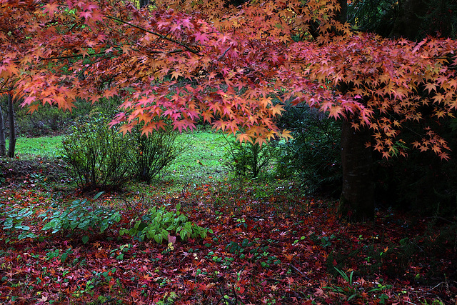 La magie de l'automne .