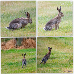 Bedraggled young Leveret