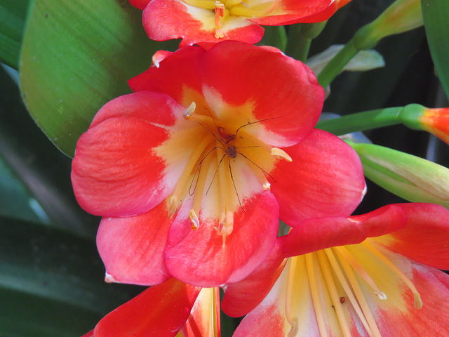 Spider on Clivia flower