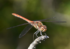 libellule rouge