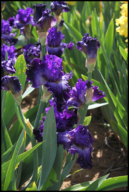 Iris Clotho's Web