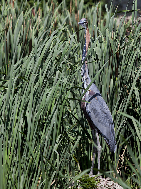 In the reeds