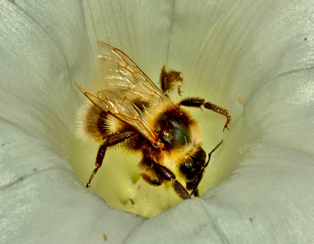 Bee in Bindweed