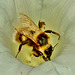 Bee in Bindweed