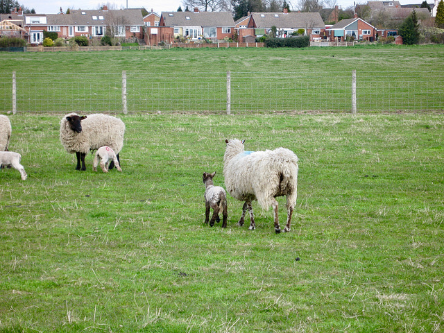 Sheep near Church Lane