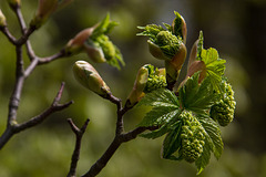 20160423 1262VRAw [D~LIP]  Hörster Bruch, Hörste