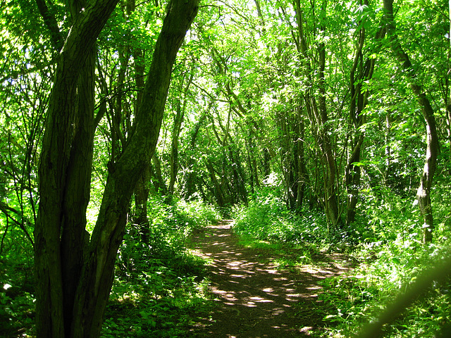 Woodland alongside the disused railway line near Aldersley Junction