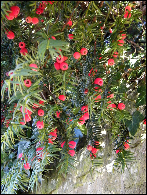 yew berries