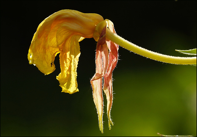 Ex-Nachtkerzenblüte:)