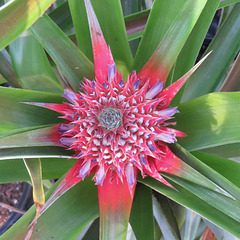 Pineapple flowers