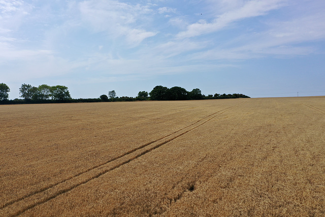 Dorset fields