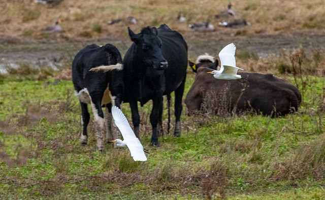 Cattle egrets following the cattle